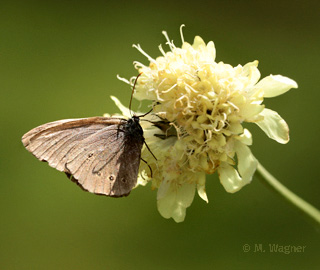 Schornsteinfeger-an-Riesen-Schuppenkopf
