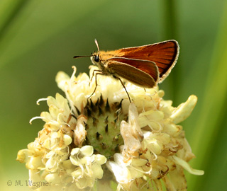 Schwarzkolbiger-Braundickkopffalter-an-Riesen-Schuppenkopf