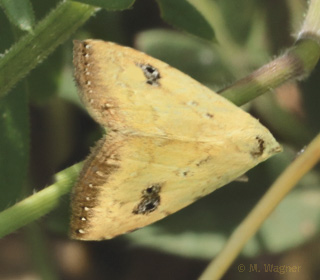 Seideneulchen--Rivula-sericealis