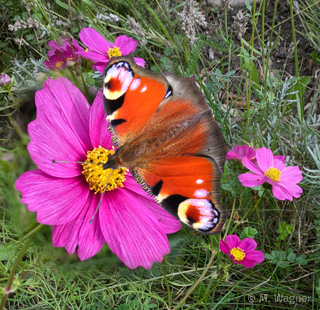 Tagpfauenauge-an-Cosmea