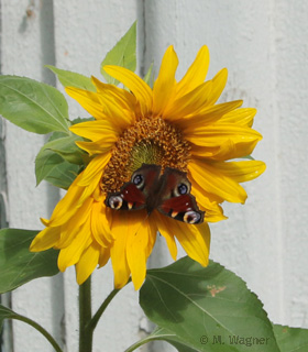 Tagpfauenauge-an-Sonnenblume